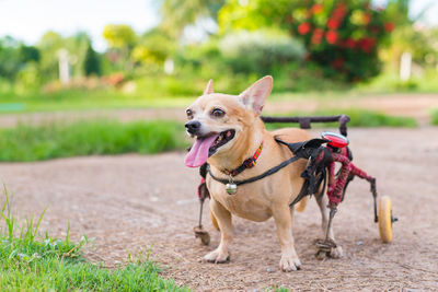 Happy cute little dog in wheelchair or cart walking in grass field.