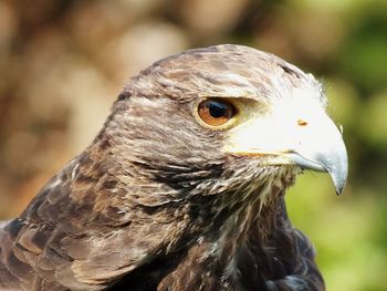 Close-up of a bird