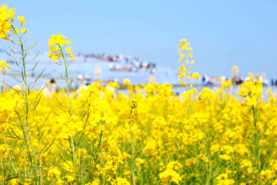 Scenic view of oilseed rape field against sky