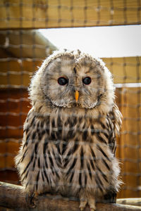 Close-up portrait of owl perching in cage