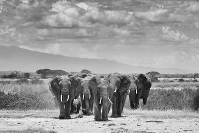 Elephant on field against sky