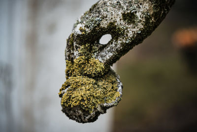 Close-up of lichen on tree trunk