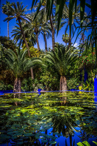 Reflection of trees in pond