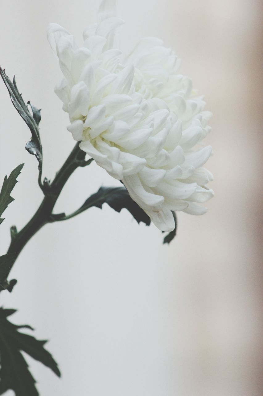 flower, petal, fragility, freshness, flower head, beauty in nature, growth, close-up, white color, nature, blooming, plant, focus on foreground, single flower, stem, in bloom, blossom, rose - flower, no people, botany