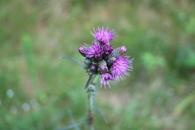 Close-up of insect on purple thistle flower