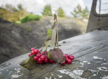 Close-up of cherries