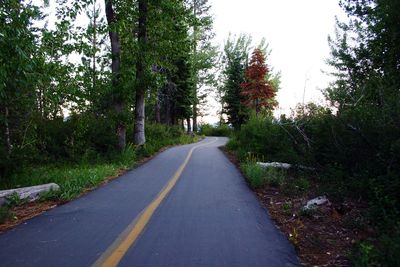 Empty road along trees