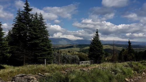Pine trees on field against sky