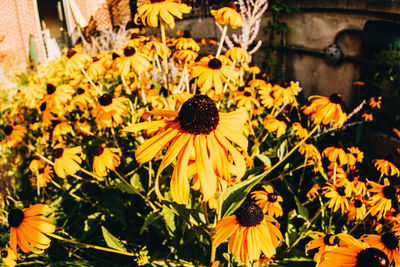 Yellow flowers blooming outdoors