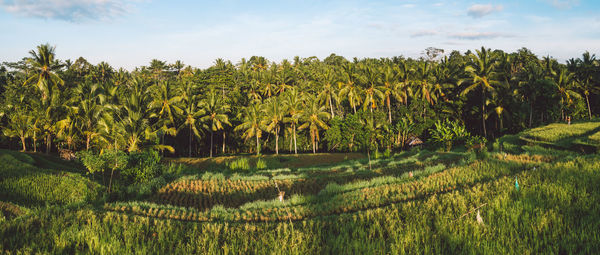 Scenic view of agricultural field against sky