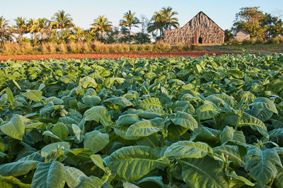 Plants growing on field against sky