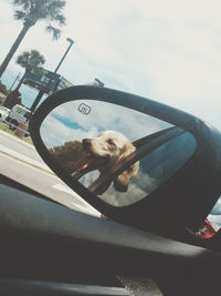 Dog in car