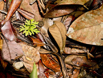 High angle view of leaves floating on water