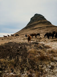 Horses grazing on field
