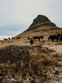 Icelandic horses at kirkjufell in iceland 