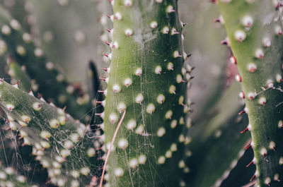 Abstract tropical green leaves.
plant in botanical greenhouse.