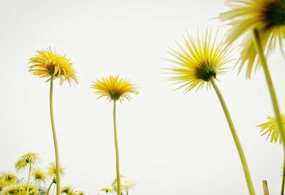 Close-up of yellow flowering plant against clear sky
