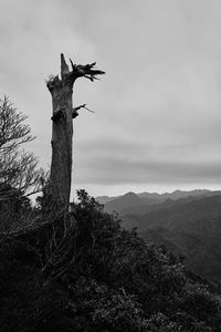 Dead tree on landscape against sky