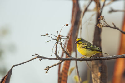 Bird perching on branch