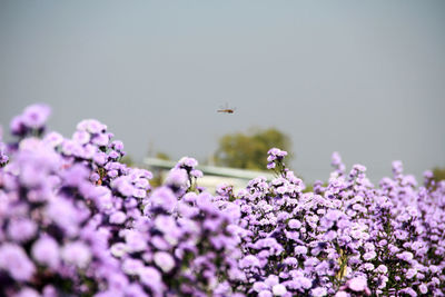 Close-up of insect pollinating flower