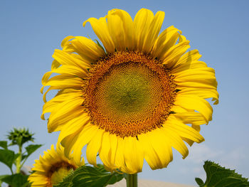 Low angle view of sunflower against sky