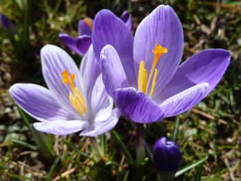 Close-up of purple crocus blooming outdoors