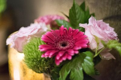 Close-up gerbera daisy with roses blooming indoors