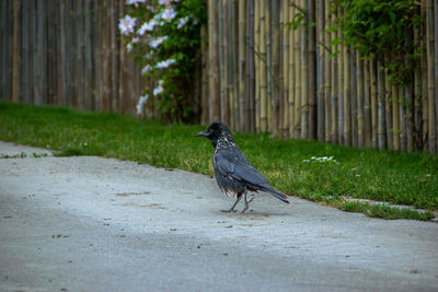 Bird perching on a footpath