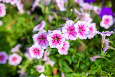 Close-up of pink flowering plants