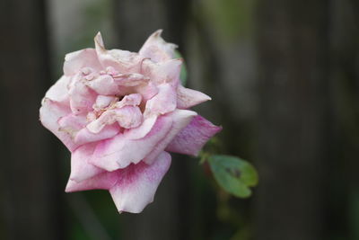 Close-up of pink rose blooming