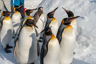 View of birds on snow