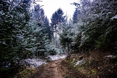 Scenic view of forest against sky