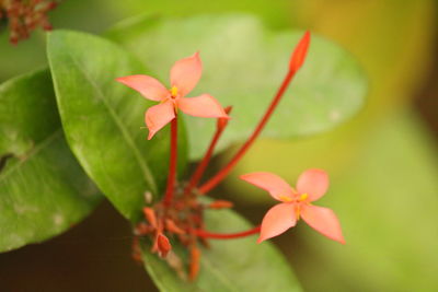 Close-up of red flowering plant