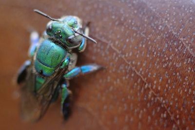 High angle view of orchid bee 