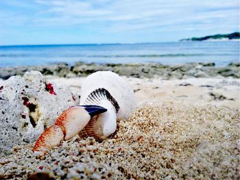 Close-up of crab and shells on beach against sky