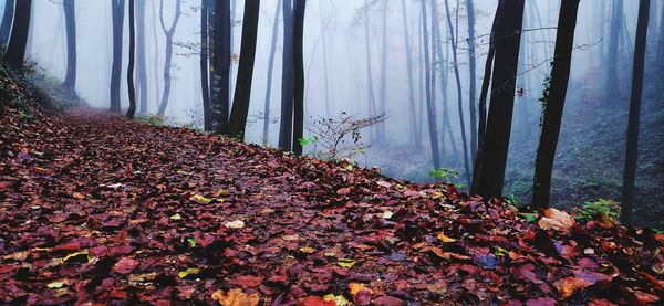 Autumn leaves on tree trunk in forest