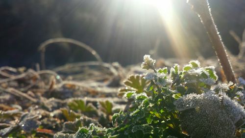 Close-up of plant in forest