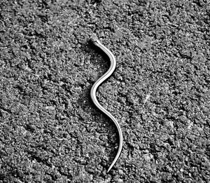 High angle view of snake on rock