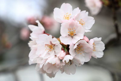 Close-up of cherry blossoms