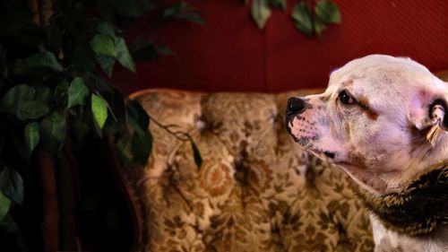 Close-up of dog