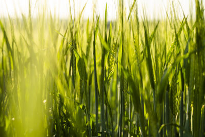 Close-up of wheat growing on field