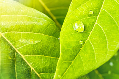 Close-up of green leaves