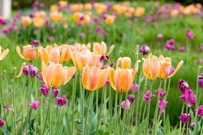 Close-up of fresh pink tulips blooming in field