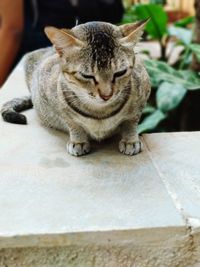 Close-up of cat sitting on floor