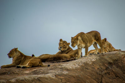 Cats on rock against sky