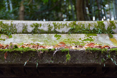 Close-up of leaves, moss and lichen on old wall