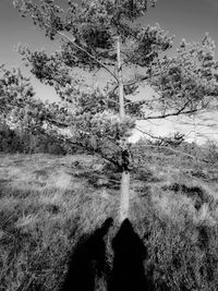 Trees on field against sky