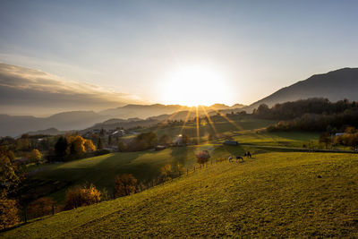 Alpine pasture with horses at sunset in autumn in schio vicenza veneto italy
