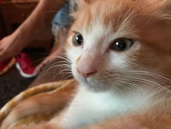 Close-up portrait of kitten on hand