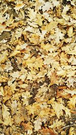 Close-up of fallen maple leaves